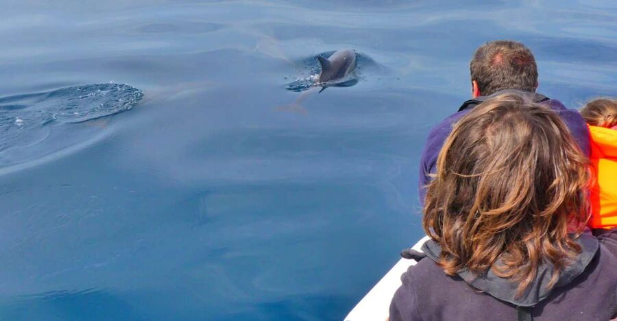Faro: Dolphin and Wildlife Watching in the Atlantic Ocean - Key points before you go
