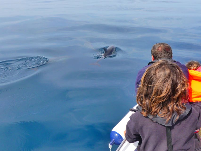 Faro: Dolphin and Wildlife Watching in the Atlantic Ocean - Who should book this Faro wildlife trip