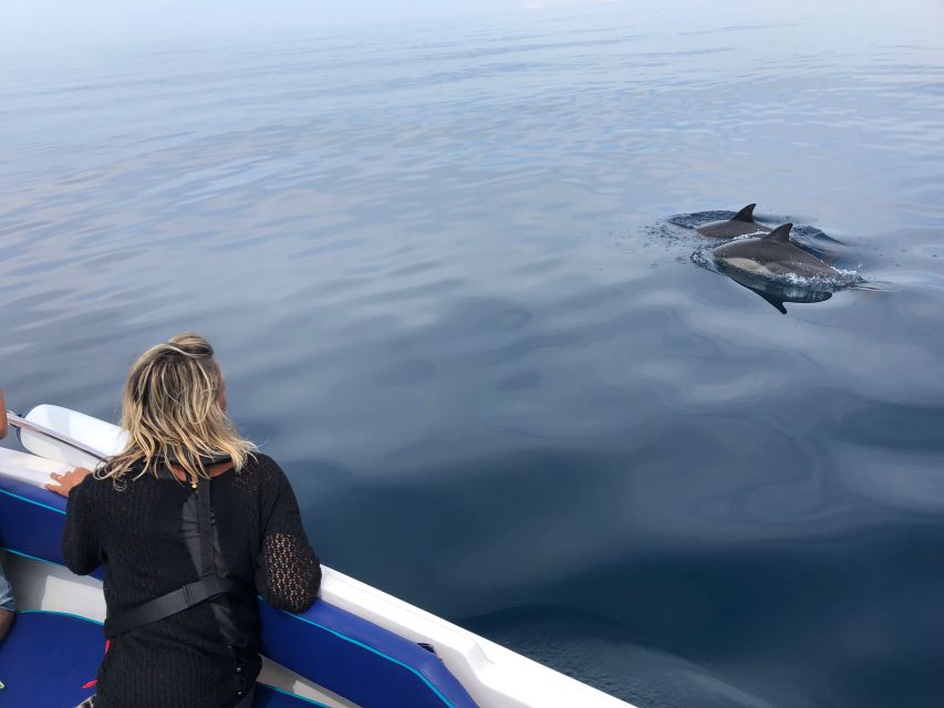 Faro: Dolphin and Wildlife Watching in the Atlantic Ocean - Faro to the Atlantic: how the trip actually unfolds