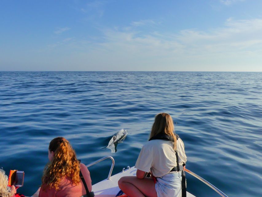 Faro: Dolphin and Wildlife Watching in the Atlantic Ocean - Out on the open water: how the guides hunt for dolphins and whales