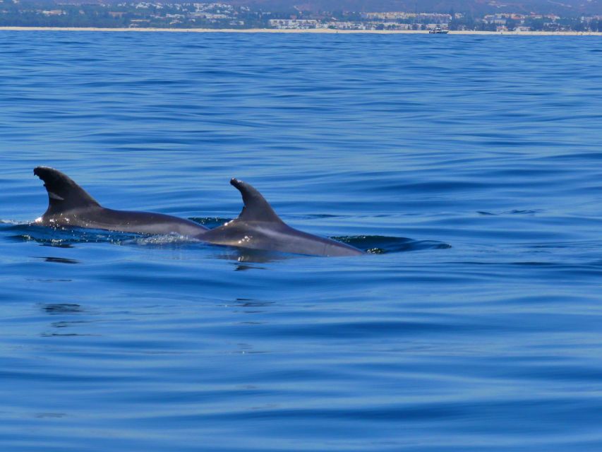Faro: Dolphin and Wildlife Watching in the Atlantic Ocean - Dolphin watching rules: 30 minutes that feel focused, not rushed