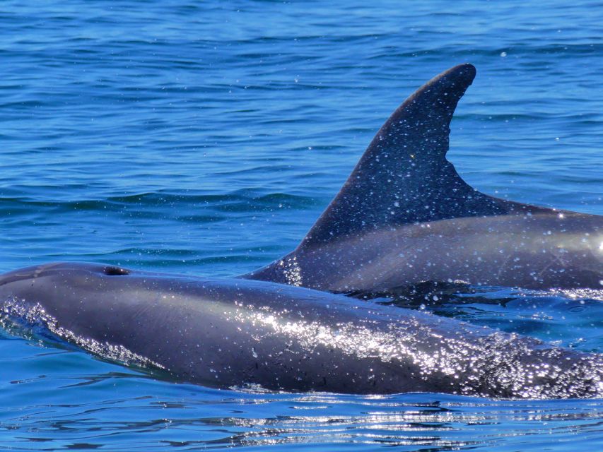 Faro: Dolphin and Wildlife Watching in the Atlantic Ocean - Wildlife beyond dolphins: birds, fish, turtles, and the thrill factor