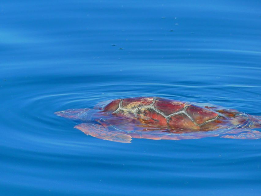 Faro: Dolphin and Wildlife Watching in the Atlantic Ocean - Meet your marine biologist team: what names you might hear