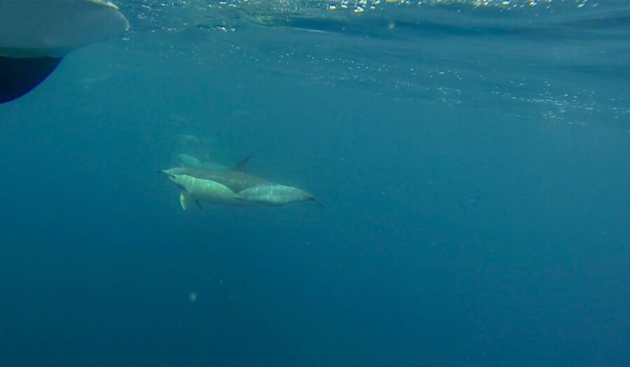 Faro: Dolphin and Wildlife Watching in the Atlantic Ocean - The boat ride: fast, sometimes bumpy, and often part of the fun