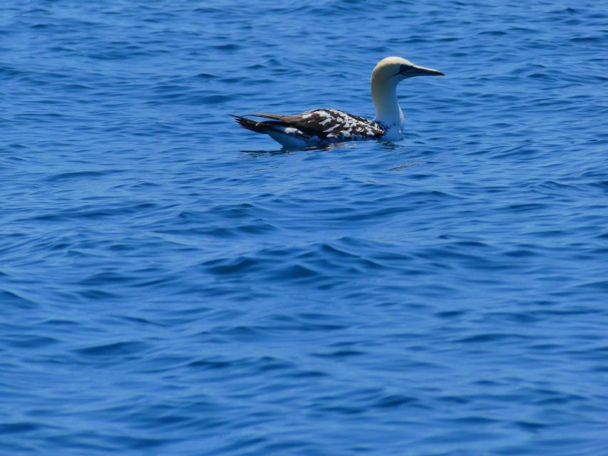 Faro: Dolphin and Wildlife Watching in the Atlantic Ocean - Price and value: is $76 USD a fair deal?