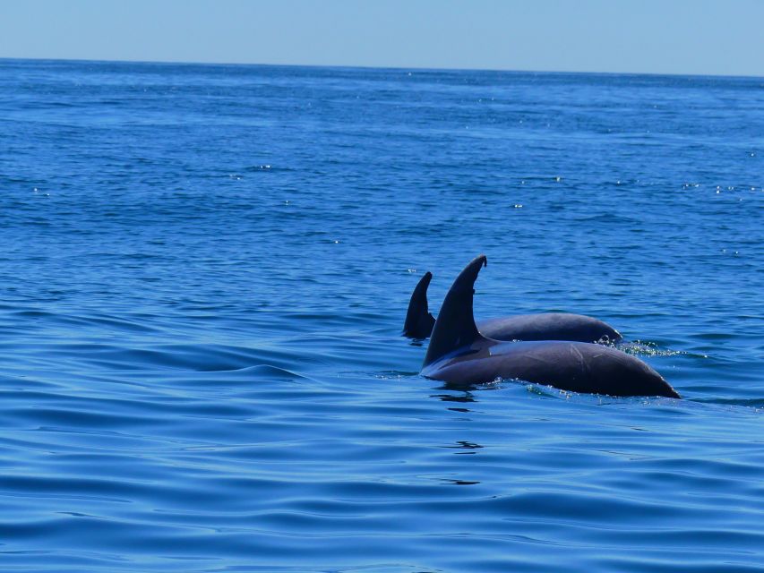 Faro: Dolphin and Wildlife Watching in the Atlantic Ocean - Ria Formosa barrier islands: the best warm-up for your eyes