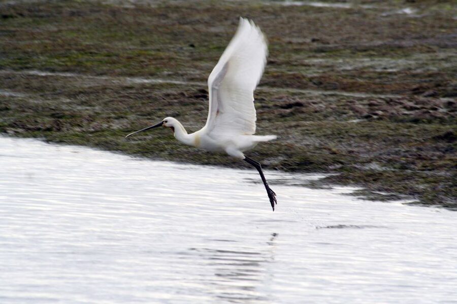 Faro: Eco-Friendly Ria Formosa Bird Watching in Solar Boat - Key points to know before you go