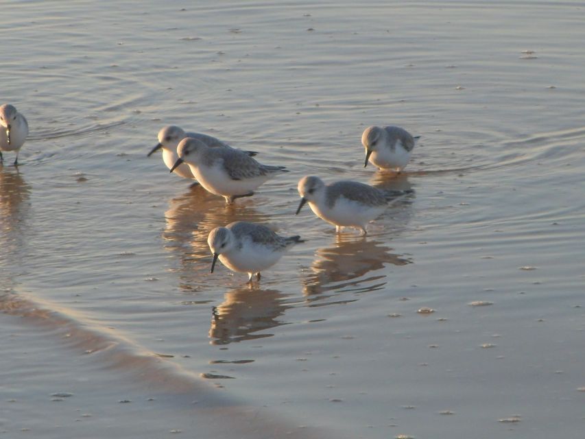Faro: Eco-Friendly Ria Formosa Bird Watching in Solar Boat - Weather, comfort, and who this trip suits best