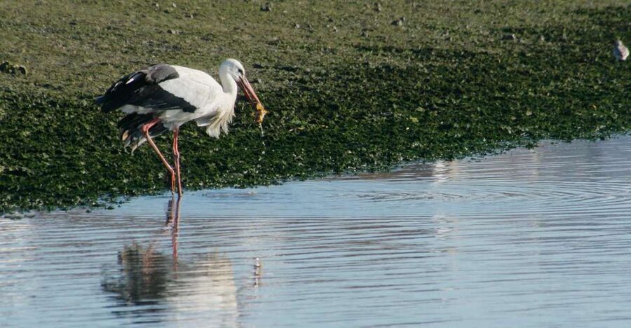 Faro: Eco-Friendly Ria Formosa Bird Watching in Solar Boat - Faro’s Ria Formosa: why this bird-watching area is so good