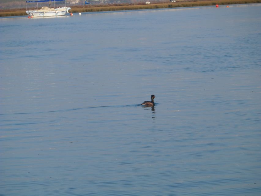 Faro: Eco-Friendly Ria Formosa Bird Watching in Solar Boat - Parque Natural da Ria Formosa: canals, tides, and what you’ll actually look for