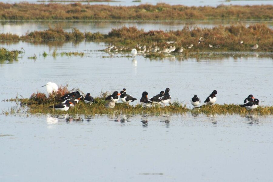 Faro: Eco-Friendly Ria Formosa Bird Watching in Solar Boat - Guides on board: what makes the instruction click