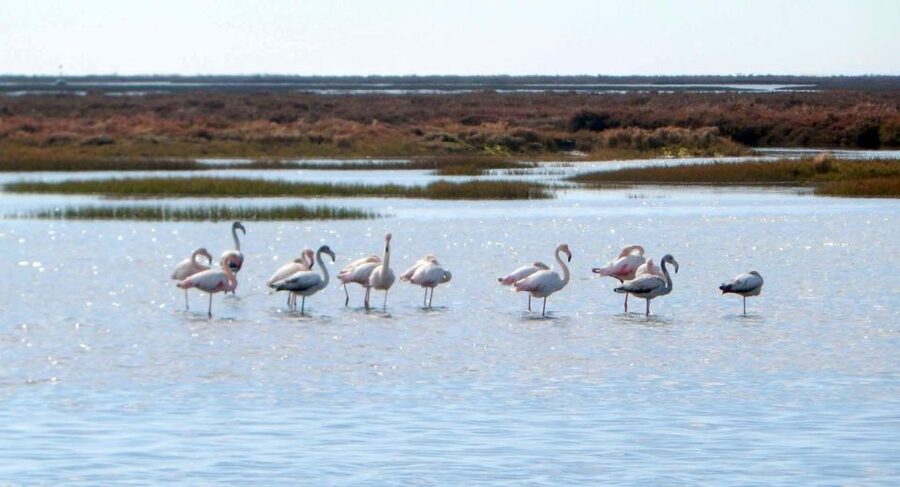 Faro: Eco-Friendly Ria Formosa Bird Watching in Solar Boat - Price and value: what $47 buys you in real terms