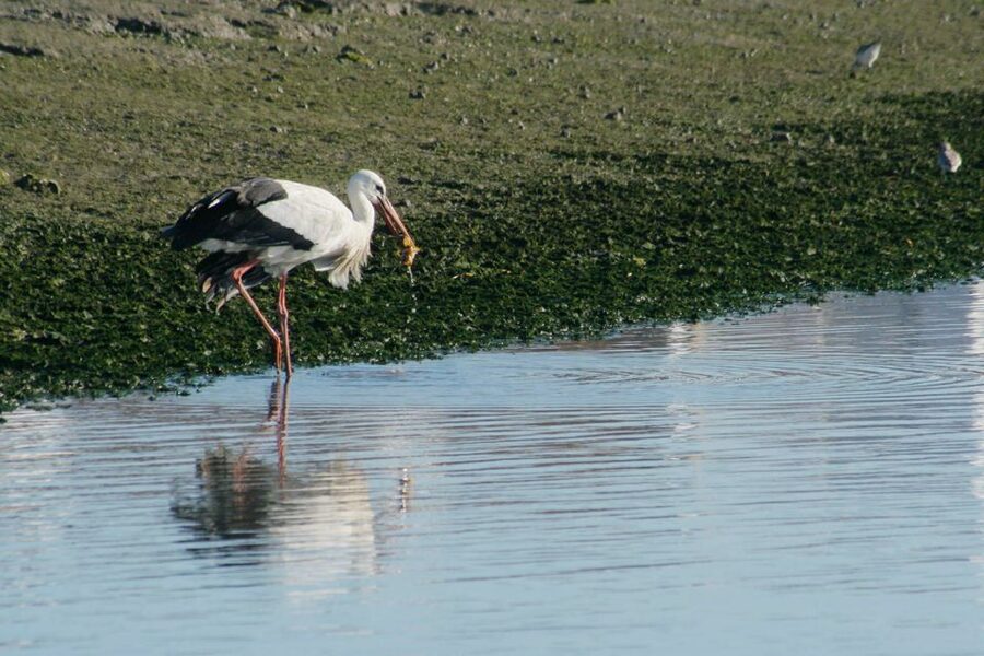 Faro: Eco-Friendly Ria Formosa Bird Watching in Solar Boat - Getting to Rua da Porta Nova and settling in for a calm ride