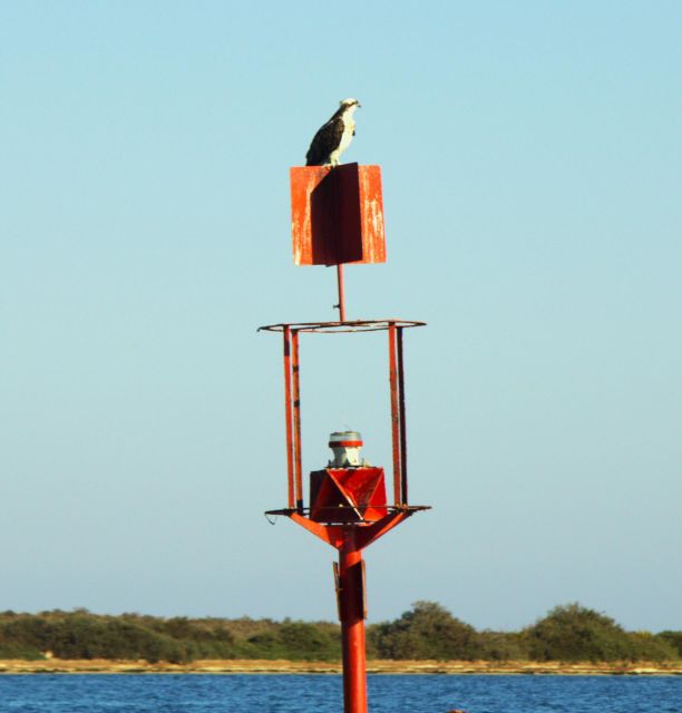 Faro: Pudim Real Boat Tours 6h guided boat tour Ria Formosa - Key highlights I’d plan around