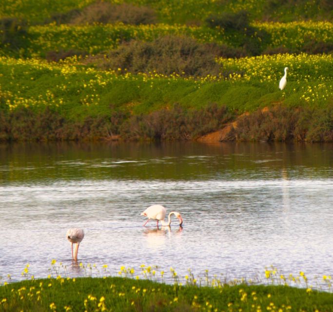 Faro: Pudim Real Boat Tours 6h guided boat tour Ria Formosa - Ria Formosa is the Algarve’s watery “in-between”