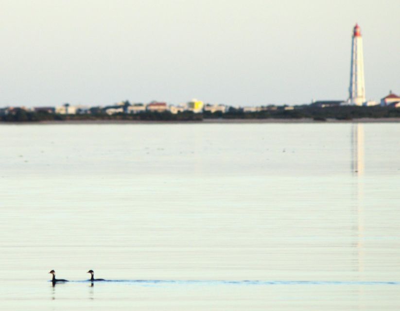 Faro: Pudim Real Boat Tours 6h guided boat tour Ria Formosa - Stop 1: a full hour to watch wildlife up close