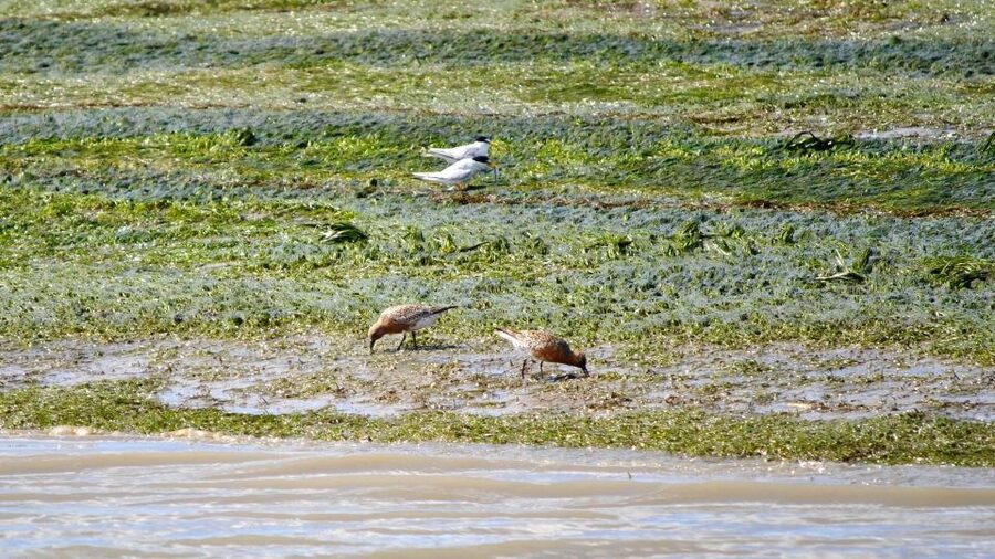 Faro: Ria Formosa Boat Tour by Eco-Friendly Solar Boat - FAQ