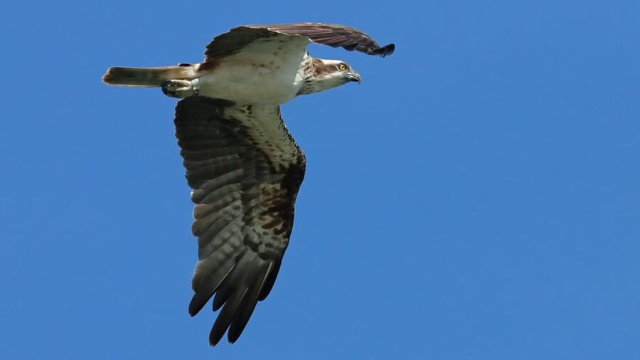 Faro: Ria Formosa Eco Birdwatching Boat Tour - Who should book this tour (and who shouldn’t)