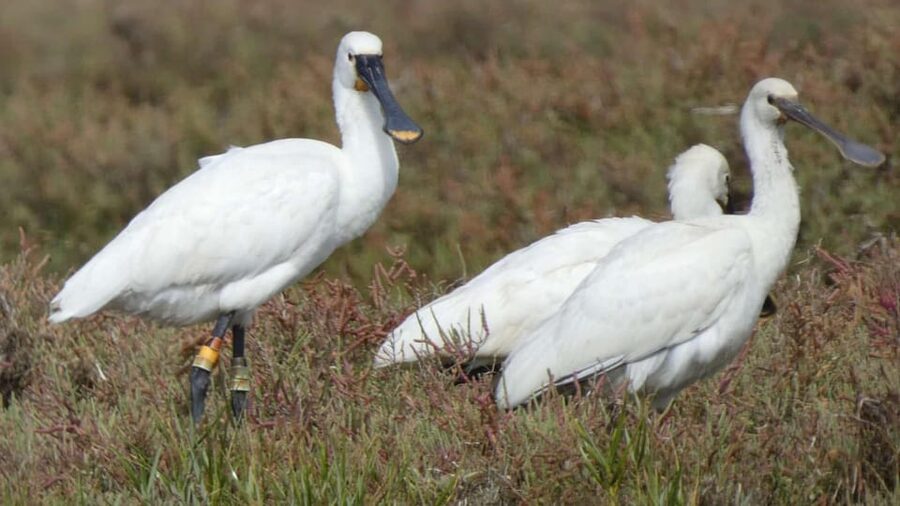 Faro: Ria Formosa Eco Birdwatching Boat Tour - Live guide commentary: how Andre and Luis turn spotting into learning