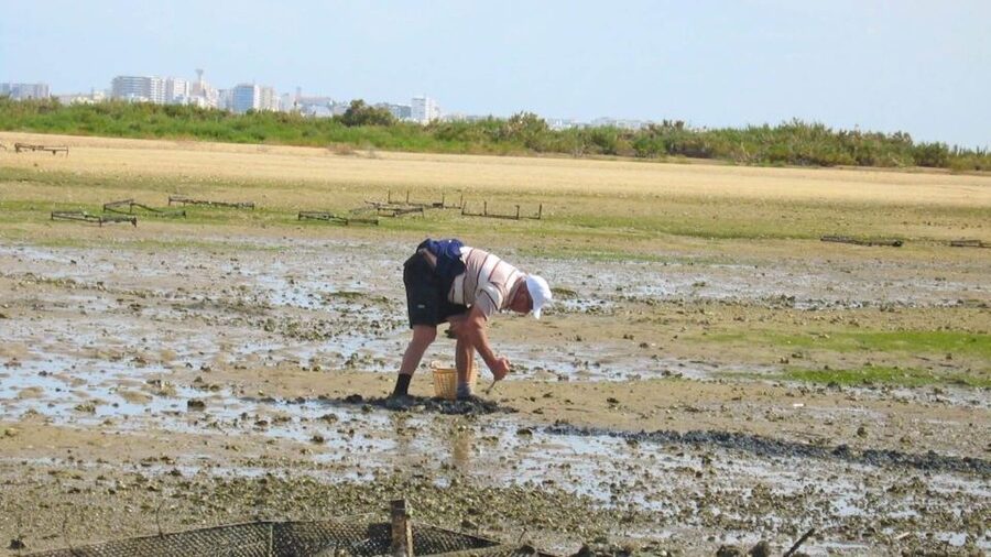Faro: Ria Formosa Eco Birdwatching Boat Tour - Binoculars, spotting tips, and what to wear for a 2-hour sail