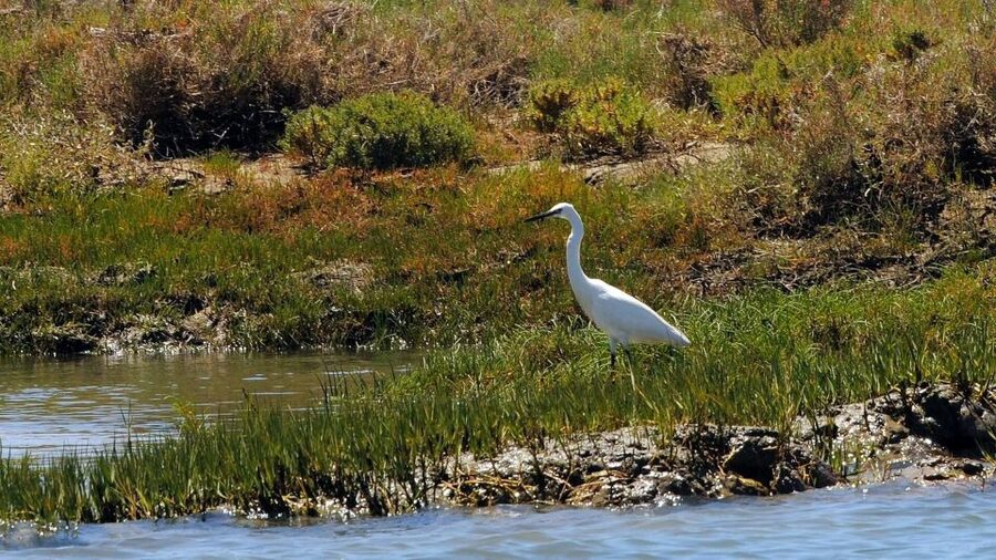 Faro: Ria Formosa Eco Birdwatching Boat Tour - April and May option: when bird activity slows down