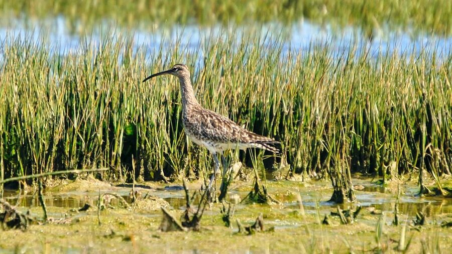 Faro: Ria Formosa Eco Birdwatching Boat Tour - Price and value: does $47 make sense in Faro?