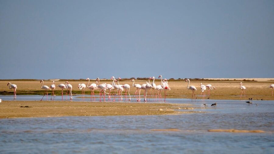 Faro: Ria Formosa Eco Birdwatching Boat Tour - Meeting at Cais das Portas do Mar: what the start feels like