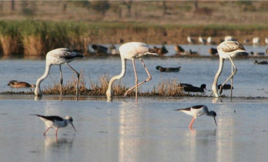 Faro: Ria Formosa Guided Sunset Tour by Catamaran - The Ride Out Through Ria Formosa Channels (That First 20 Minutes)