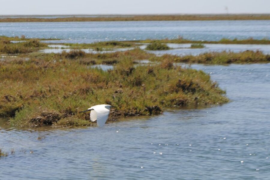 Faro: Ria Formosa Lagoon Small Boat Tour with Local Guide - Why the Ria Formosa Looks Better Than Any Postcard