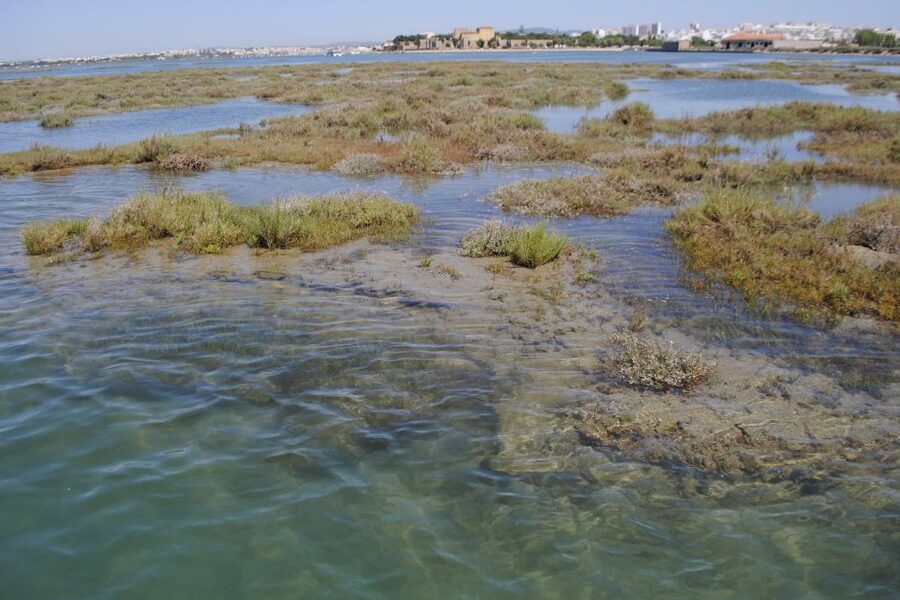 Faro: Ria Formosa Lagoon Small Boat Tour with Local Guide - What to Wear and Bring in the Algarve (So You Don’t Miss the Fun)