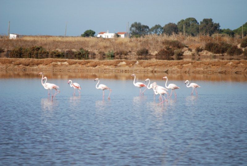 Faro: Ria Formosa Natural Park Segway Tour & Birdwatching - Should you book this Faro Segway & Ria Formosa birdwatching tour?