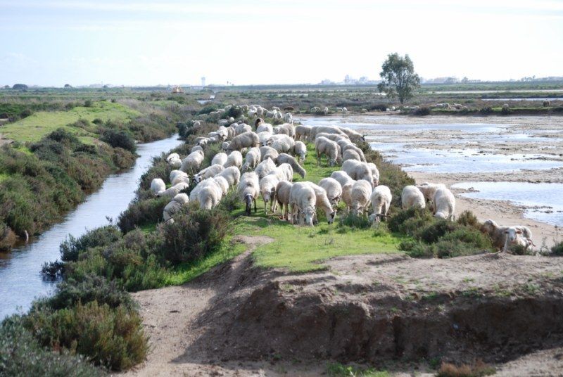 Faro: Ria Formosa Natural Park Segway Tour & Birdwatching - Faro to Ria Formosa: why this birdwatching tour feels so different