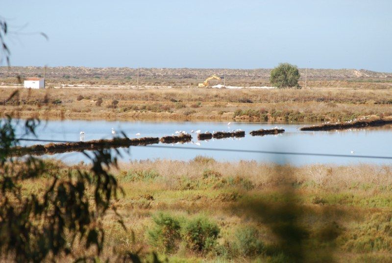 Faro: Ria Formosa Natural Park Segway Tour & Birdwatching - The 90 minutes that matter: instruction, trails, then Ludo