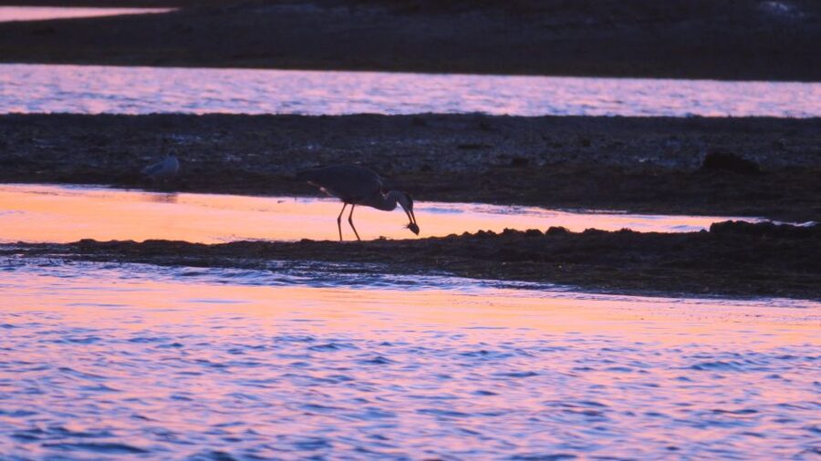 Faro: Ria Formosa Sunset Nature Boat Tour - Meeting at Faro’s pier: finding the boat fast