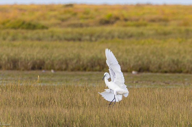 Faro - Ria Formosa tour with visit to 2 islands (Deserta, Farol) 3.5 hours - Should you book this Faro Ria Formosa two-island tour?