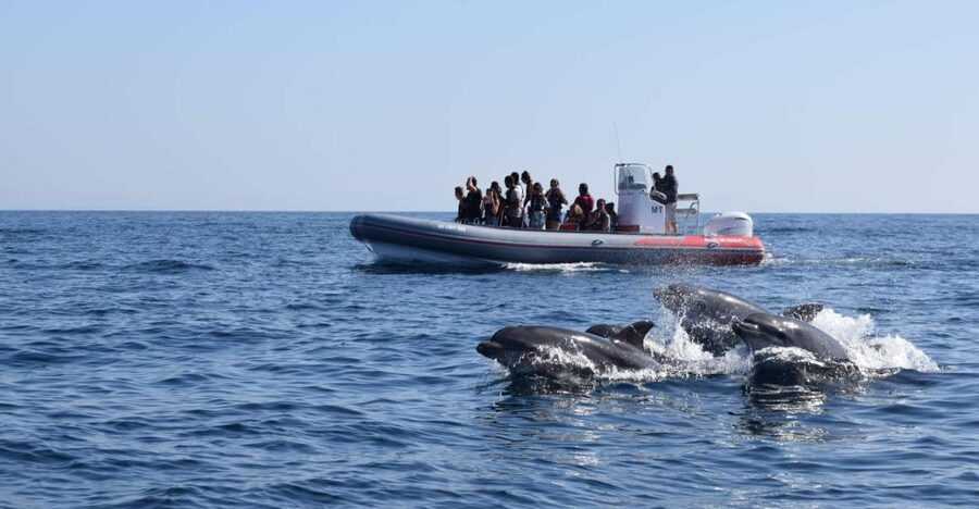 From Albufeira: Benagil Caves and Dolphins Guided Boat Tour - Key Points You’ll Care About