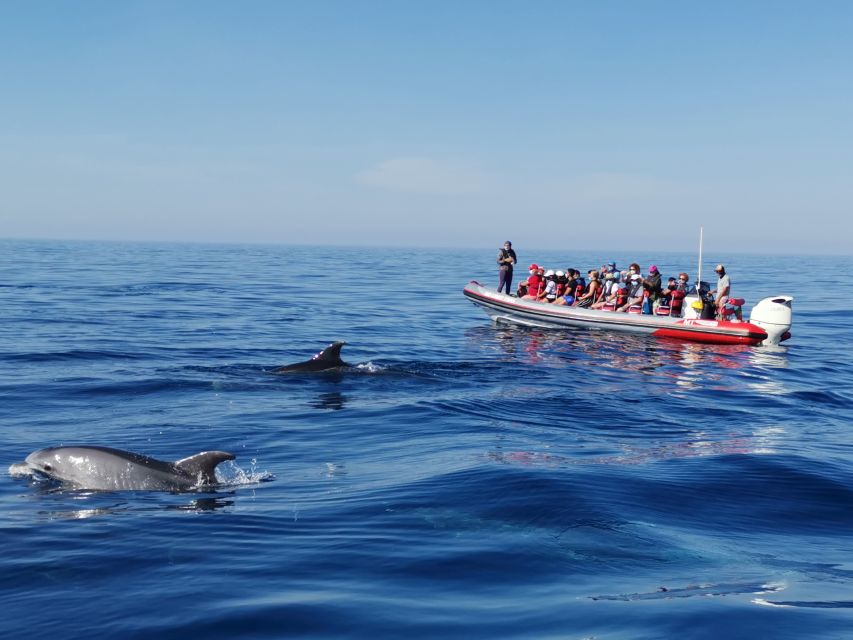From Albufeira: Benagil Caves and Dolphins Guided Boat Tour - Albufeira to Benagil: Why This Route Feels Worth It