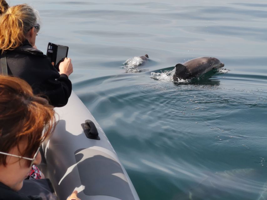 From Albufeira: Benagil Caves and Dolphins Guided Boat Tour - Dolphins in the Wild: Watching Without the Script