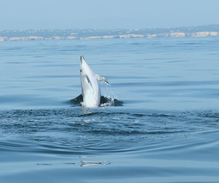 From Albufeira: Benagil Caves and Dolphins Guided Boat Tour - The Swim Stop: When You’ll Get Wet (and How to Plan for It)