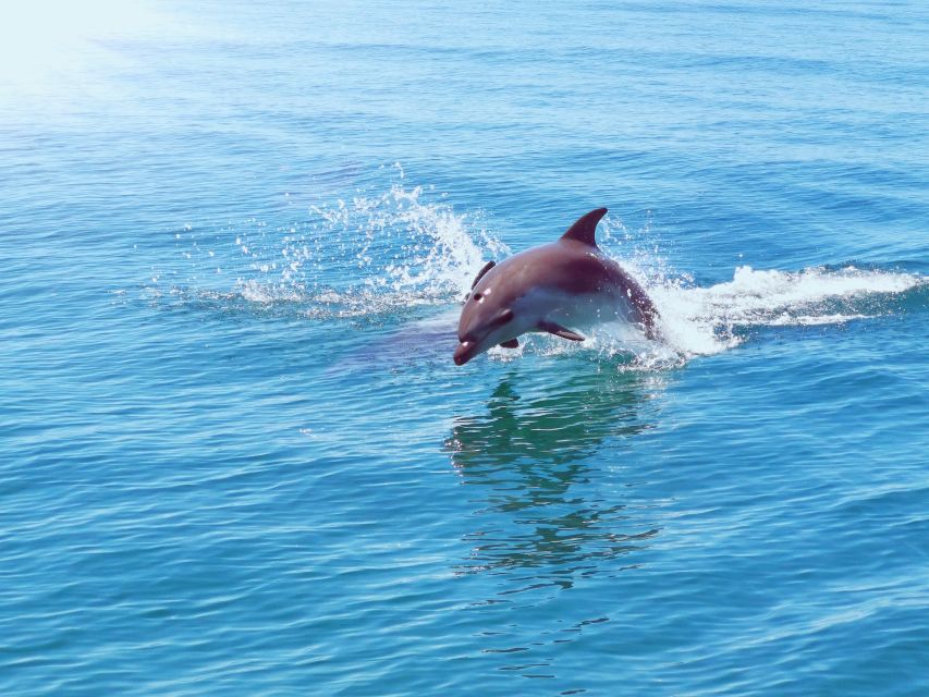 From Albufeira: Benagil Caves and Dolphins Guided Boat Tour - Crew Style: The Guides Who Turn a Boat Ride Into a Story