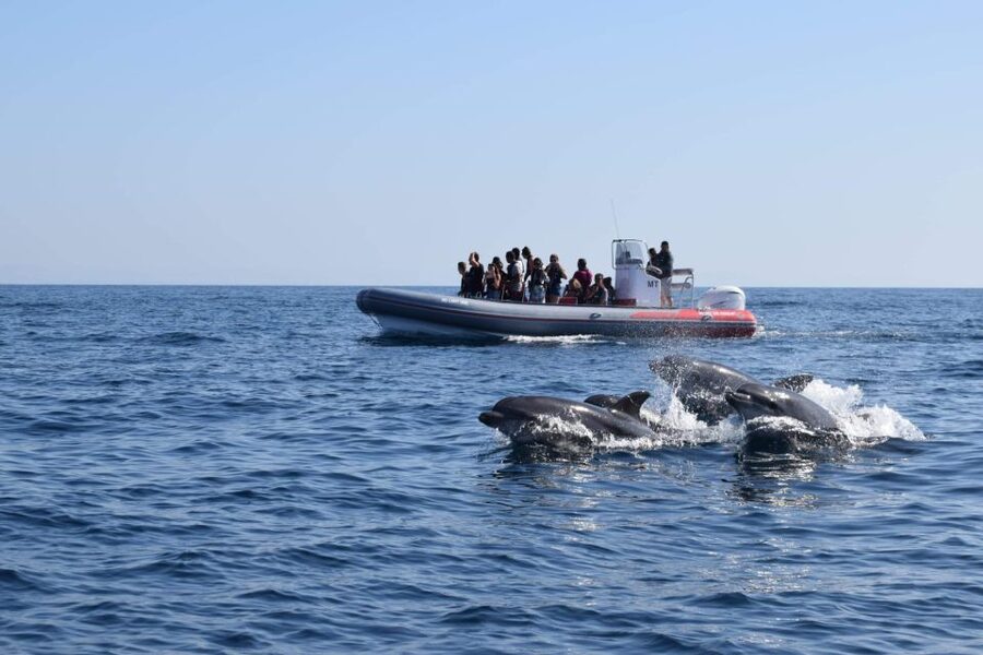 From Albufeira: Benagil Caves and Dolphins Guided Boat Tour - Meeting at Allboat and What the Morning (or Afternoon) Flow Feels Like