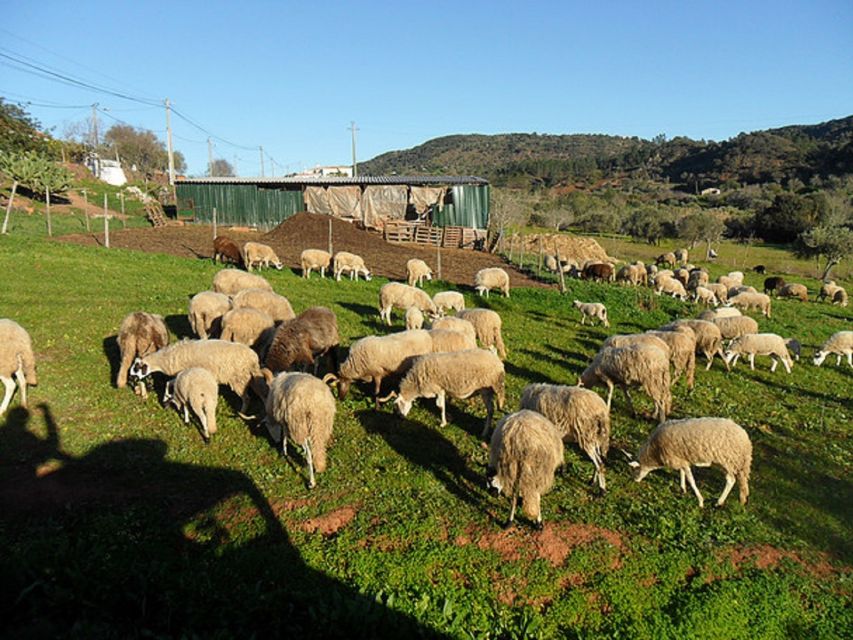 From Albufeira: Half-Day Algarve Jeep Safari - Old Distillery Time: What Medronho Tastes Like (and Why It Matters)