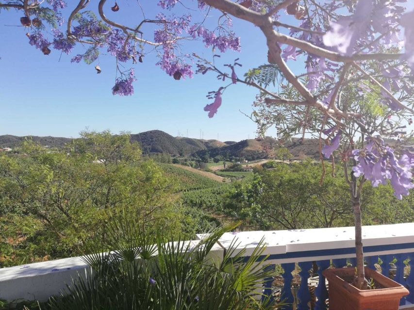 From Albufeira: Wine Tasting & Historic Silves Tour - The Van Ride Isn’t Just Transit: orange groves, cork country, and viewpoints
