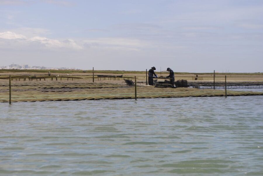 From Faro: 2-Hour Guided Bird Watching Boat Trip - Why the Ria Formosa is such a great bird spot