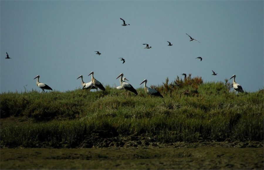 From Faro: 2-Hour Guided Bird Watching Boat Trip - The first cruise segment: Parque Natural da Ria Formosa and your first sightings