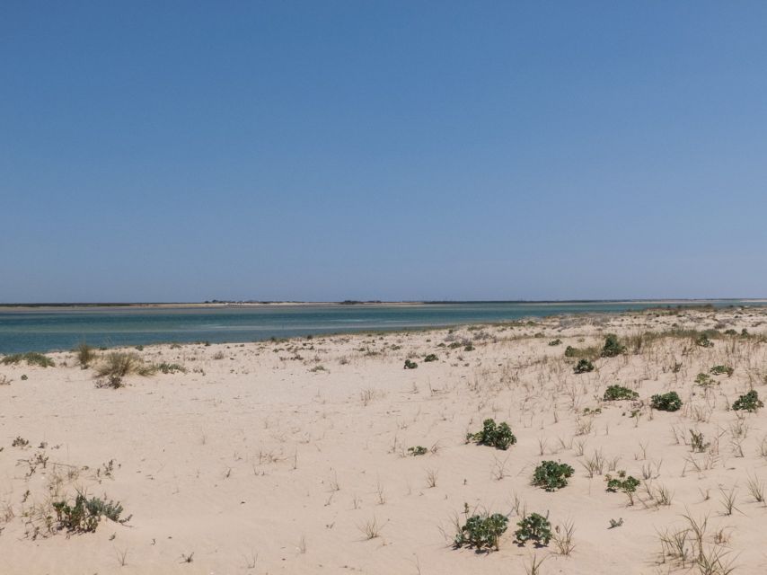 From Faro: 2-Hour Guided Bird Watching Boat Trip - Oyster and clam farms: why working landscapes matter