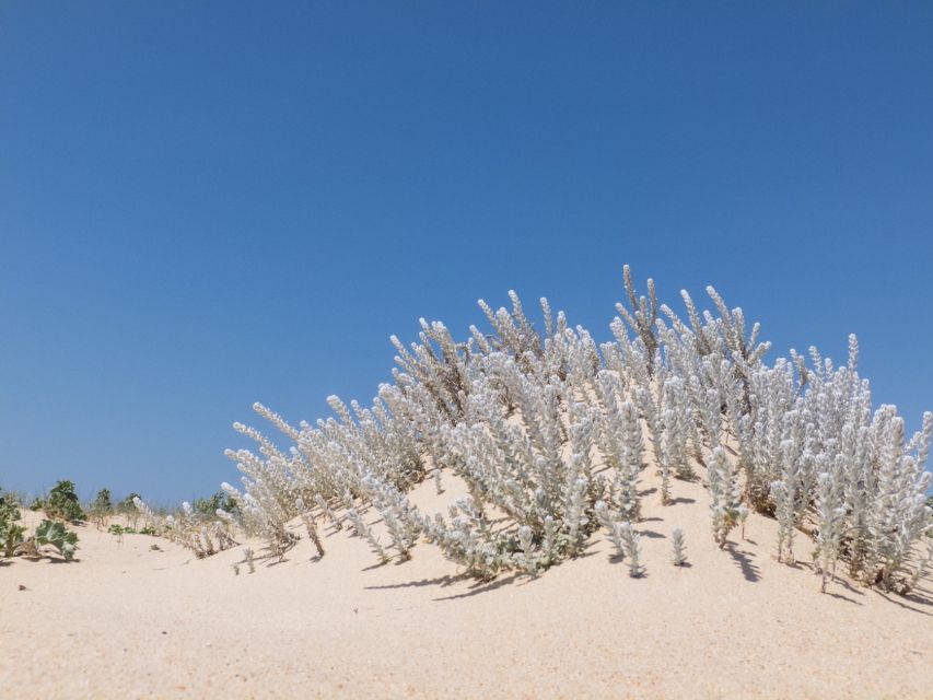 From Faro: 2-Hour Guided Bird Watching Boat Trip - The lagoon-meets-sea beach stop: calm, quiet, and surprisingly memorable