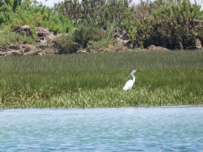 From Faro: 2-Hour Guided Bird Watching Boat Trip - On the way back to Faro: more channels, more chances