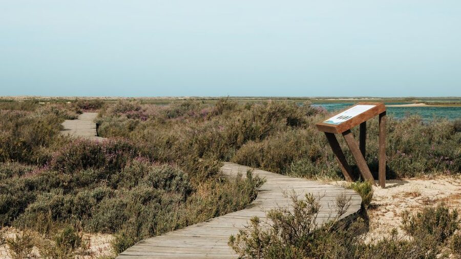 From Faro: Catamaran Boat Trip to Deserta Island with Stop - Timing: how to plan your return without stressing