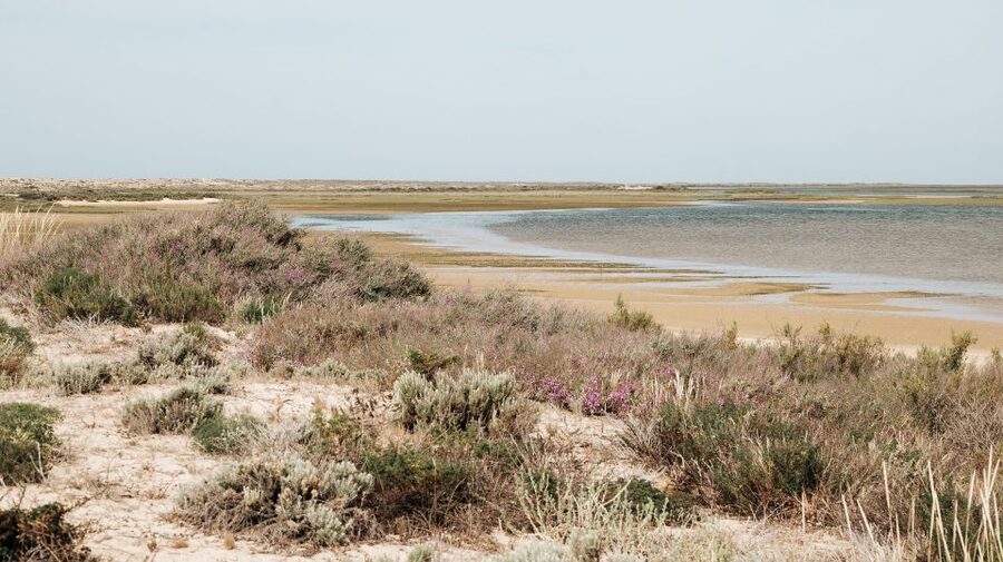 From Faro: Catamaran Boat Trip to Deserta Island with Stop - Who should book this trip (and who might skip it)